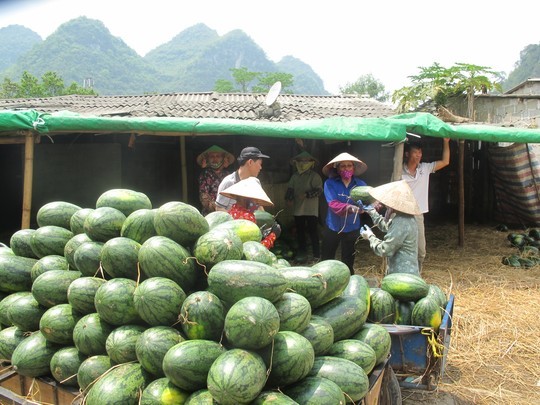 Thanh long, dua hau un tac o cua khau Tan Thanh-Hinh-11